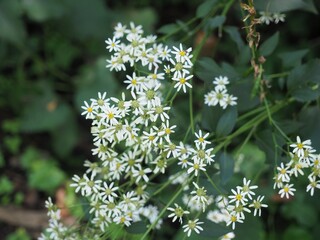 Akagi Nature Park in early autumn