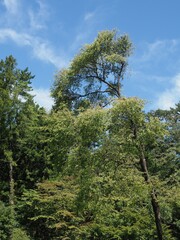 Obraz premium Akagi Nature Park in early autumn