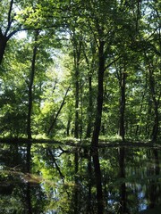 Obraz premium Akagi Nature Park in early autumn
