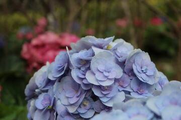 Hydrangea bloom in the garden, fresh and colorful flowers. The flower language of hydrangea (flower) is hope, loyalty, eternity, happiness, and reunion.