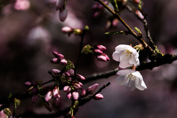 blossom in spring