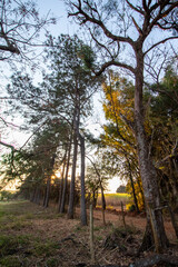 paisagem de pôr-do-sol entre as árvores na fazenda