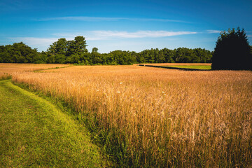 The curved green grassy footpath and gold-colored meadow in the forest on a bright summer day