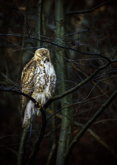 Red-tailed hawk on a branch