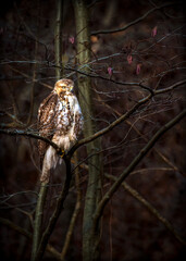 Red-tailed hawk on a branch