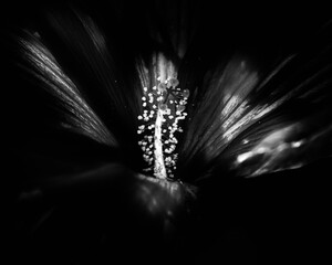 Black & white Hibiscus pistil