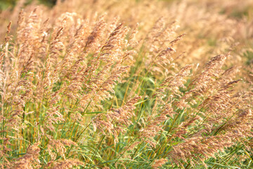 Sedge grass. Stems of tall grass. Natural landscape