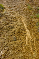 Closeup of thermophiles at Mammoth Hot Springs, Yellowstone National Park, USA
