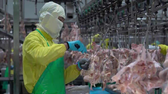 Cut a chicken parts in process line factory.