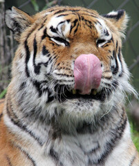 close up of the head of a tiger with his tongue out