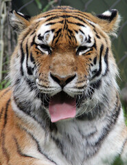 Fototapeta na wymiar close up of the head of a tiger with his tongue out