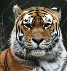 Fototapeta na wymiar close up of the head of a tiger