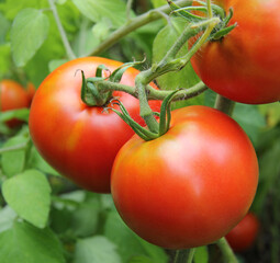 Plantation of tomatoes