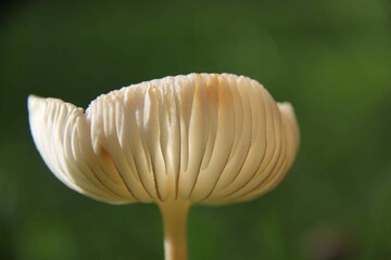 White mushroom in a garden on a green background