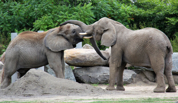 elephants in the zoo cuddling 