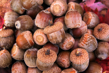 close up of hazelnuts