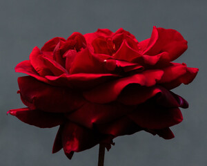 single red rose
