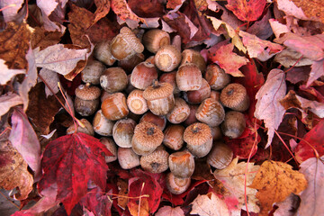 close up of hazelnuts