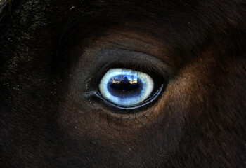 close up of a horse blue eye