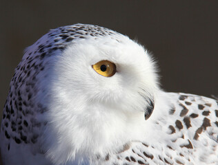 Profile of a snowy owl