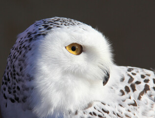 Fototapeta premium Profile of a snowy owl