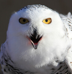 close up of the head of a snowy owl with his beak open