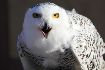 close up of the head of a snowy owl with his beak open