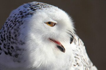Profile of a snowy owl