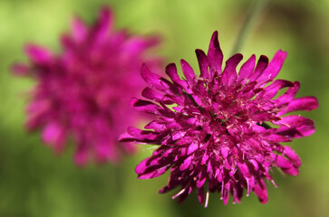 close up of a purple flower