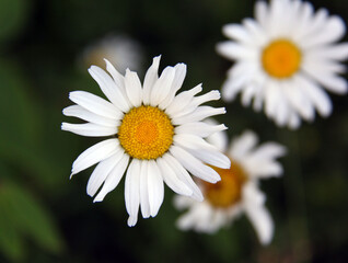 white daisy in the garden with more flowers on background
