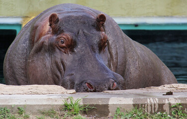 hippopotamus in the zoo