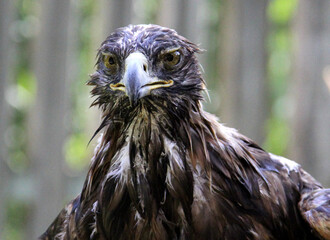 portrait of a wet eagle