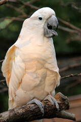 Portrait of a white cockatoo parrot