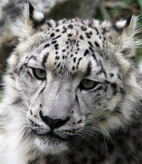 Fototapeta na wymiar close up of a snow leopard
