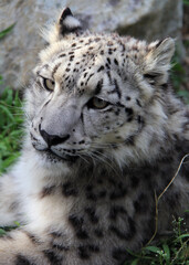 close up of  a snow leopard