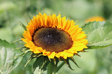 Obraz premium Gorgeous Sunflower Garden Macro View