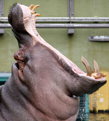 hippopotamus in a zoo with his mouth open