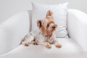 yorkshire terrier sitting on a bed