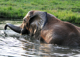 Naklejka na ściany i meble Grey elephant swimming and playing in water 