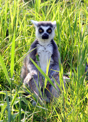 ring lemur catta sitting on the grass
