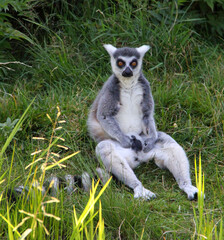 ring lemur catta sitting on the grass
