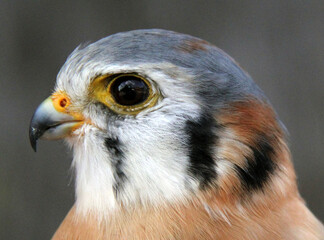 close up of a red tailed hawk