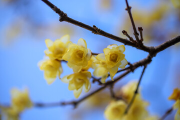 蝋梅の黄色い花