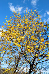 Fototapeta premium 大蓮寺境内の満開の蝋梅