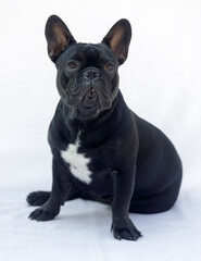 8-Months-Old black male French Bulldog sitting comfortably and isolated on white background.