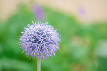 手まりのような球状のかわいい花「エキノプス」