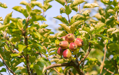 Fresh beautiful apples on the branches of apple trees in the garden.