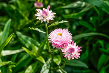 A trio of pink strawflowers growing outdoors.