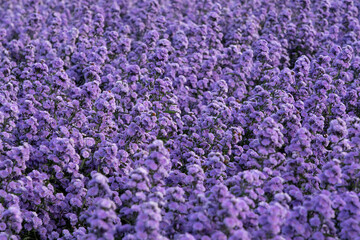 A beautiful margaret blooming flowers meadow
