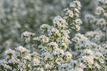Close up white cutter flower with blurred background